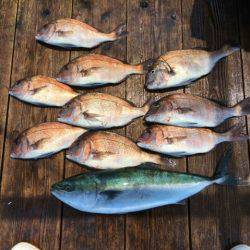 由良海上釣り堀 海人 釣果
