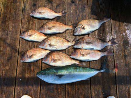 由良海上釣り堀 海人 釣果