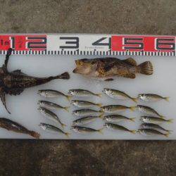 のとじま臨海公園海づりセンター 釣果