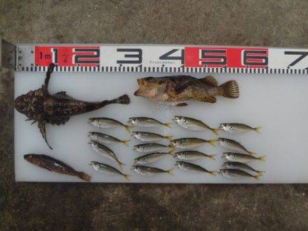 のとじま臨海公園海づりセンター 釣果