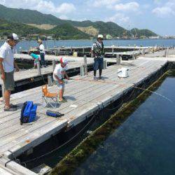 由良海上釣り堀 海人 釣果