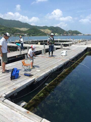 由良海上釣り堀 海人 釣果