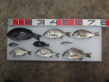 のとじま臨海公園海づりセンター 釣果