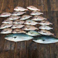 由良海上釣り堀 海人 釣果