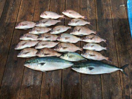 由良海上釣り堀 海人 釣果