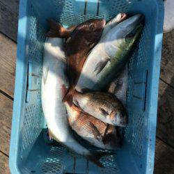 由良海上釣り堀 海人 釣果