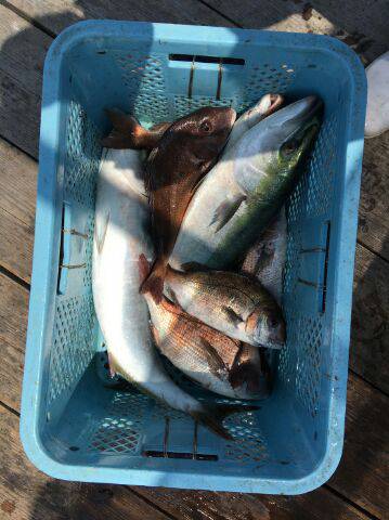 由良海上釣り堀 海人 釣果