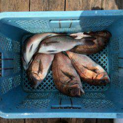 由良海上釣り堀 海人 釣果