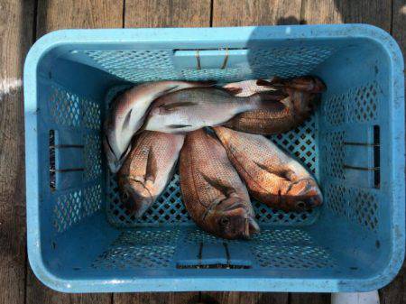 由良海上釣り堀 海人 釣果
