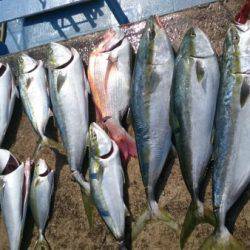 釣り船武蔵 釣果