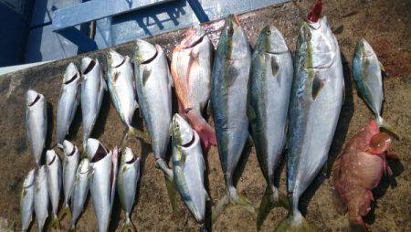 釣り船武蔵 釣果