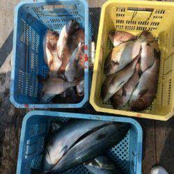 由良海上釣り堀 海人 釣果