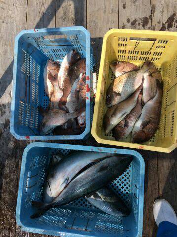 由良海上釣り堀 海人 釣果