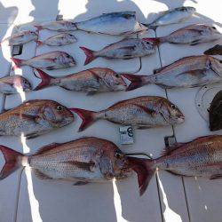 フィッシングボートACE(エース) 釣果