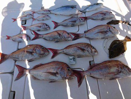 フィッシングボートACE(エース) 釣果