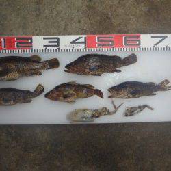 のとじま臨海公園海づりセンター 釣果