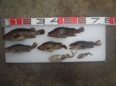 のとじま臨海公園海づりセンター 釣果