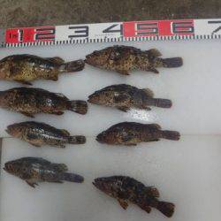 のとじま臨海公園海づりセンター 釣果