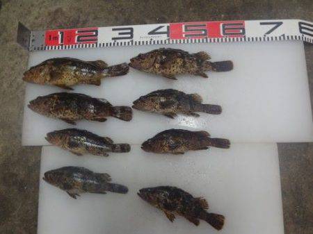 のとじま臨海公園海づりセンター 釣果