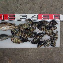 のとじま臨海公園海づりセンター 釣果