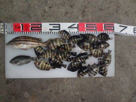 のとじま臨海公園海づりセンター 釣果