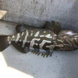 寿裕 （YOSHIHIRO） 釣果