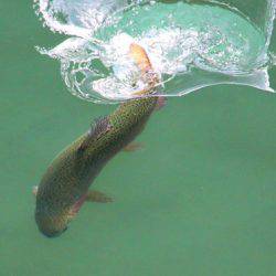 小菅トラウトガーデン 釣果