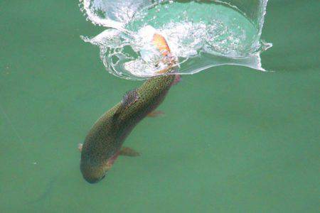 小菅トラウトガーデン 釣果