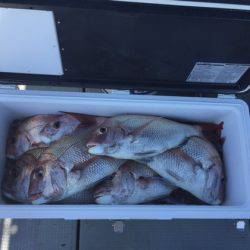 遊漁船高橋 釣果