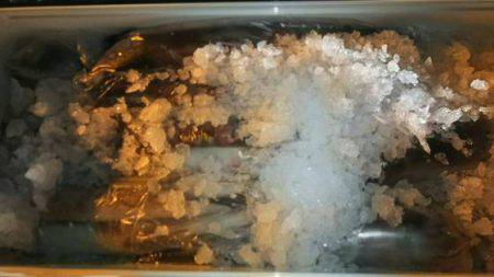 幸風（さちかぜ） 釣果