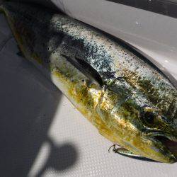 BlueNote Fishing Taxi 釣果