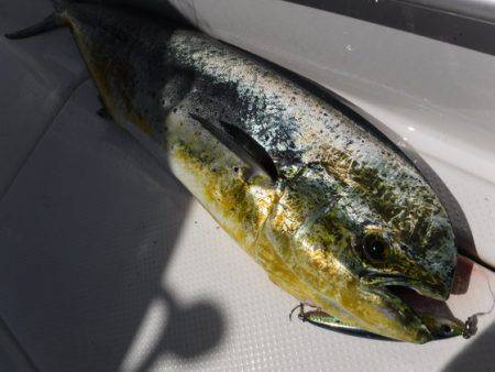 BlueNote Fishing Taxi 釣果