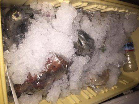 幸風（さちかぜ） 釣果