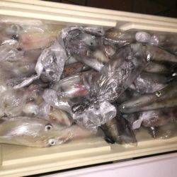 幸風（さちかぜ） 釣果