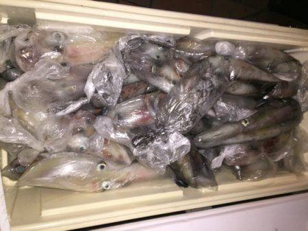 幸風（さちかぜ） 釣果