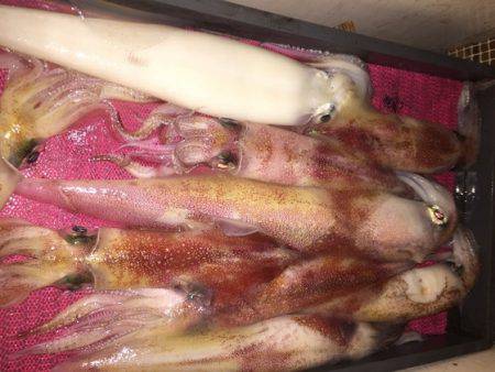 幸風（さちかぜ） 釣果