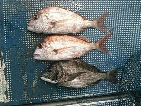 フィッシングガイド りょう 釣果