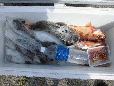 大進丸(新潟) 釣果