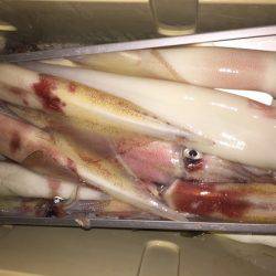 幸風（さちかぜ） 釣果