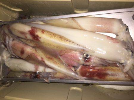 幸風（さちかぜ） 釣果