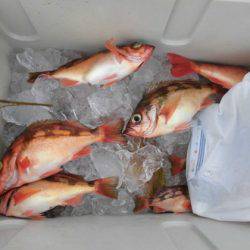 大進丸(新潟) 釣果