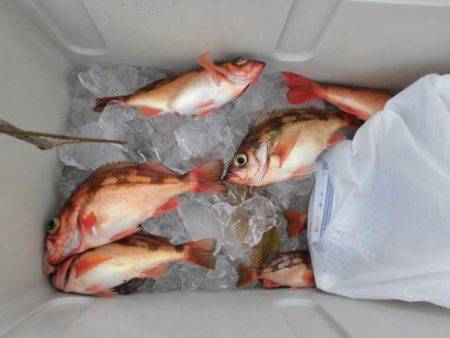 大進丸(新潟) 釣果