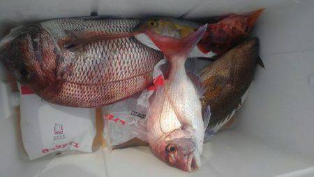 遊漁船 新鋭丸 釣果