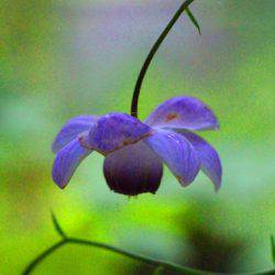 小菅トラウトガーデン 釣果