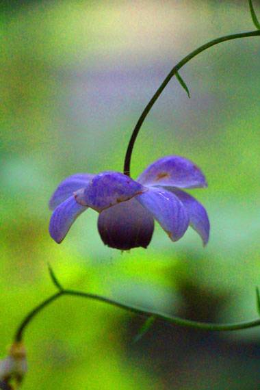 小菅トラウトガーデン 釣果