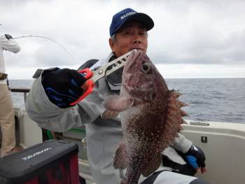 鯛紅丸 釣果