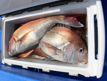 鯛紅丸 釣果
