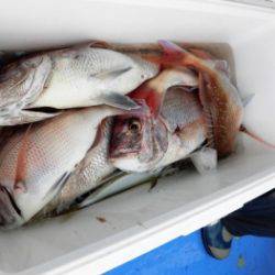 鯛紅丸 釣果