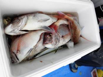 鯛紅丸 釣果