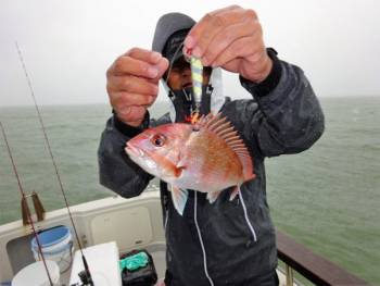 鯛紅丸 釣果